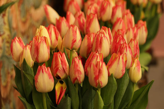 Best Naples Flower Delivery Service
